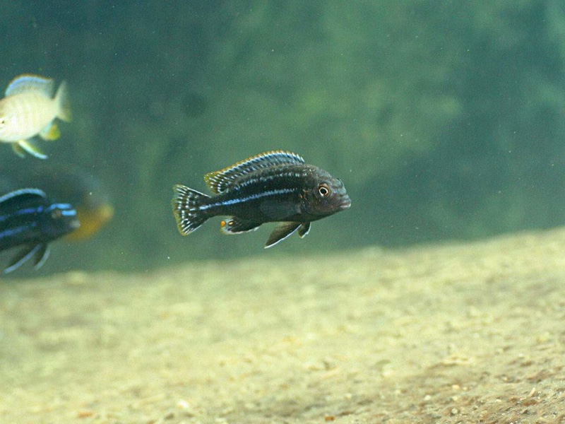 Melanochromis dialeptos 'Gome Rock'